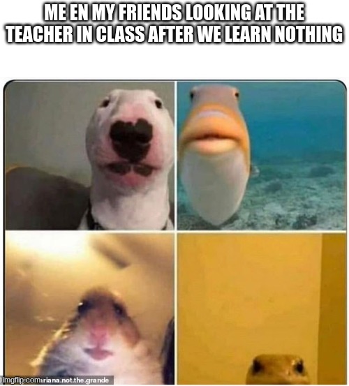 animals close to camera | ME EN MY FRIENDS LOOKING AT THE TEACHER IN CLASS AFTER WE LEARN NOTHING | image tagged in animals close to camera | made w/ Imgflip meme maker