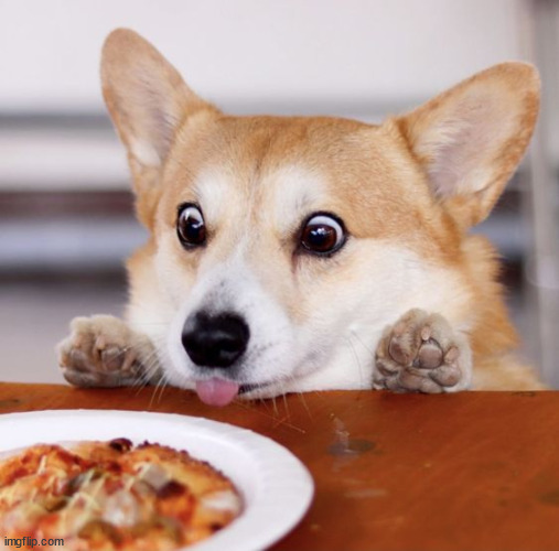 wholesome ^u^ | image tagged in hungry corgi | made w/ Imgflip meme maker