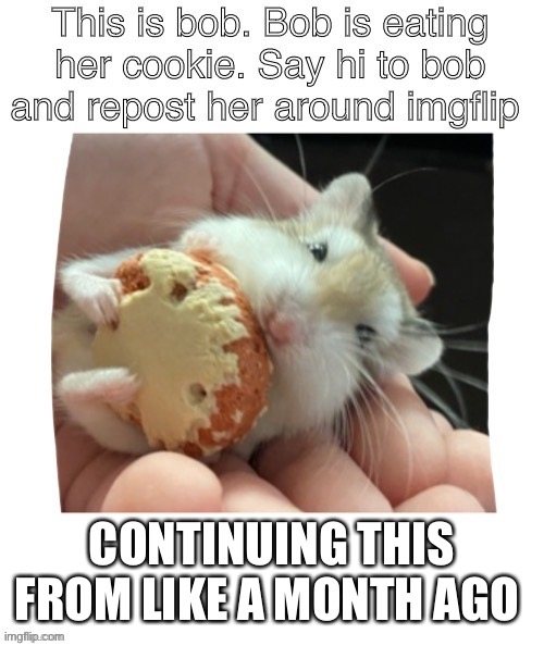 Heh | CONTINUING THIS FROM LIKE A MONTH AGO | image tagged in hamster | made w/ Imgflip meme maker