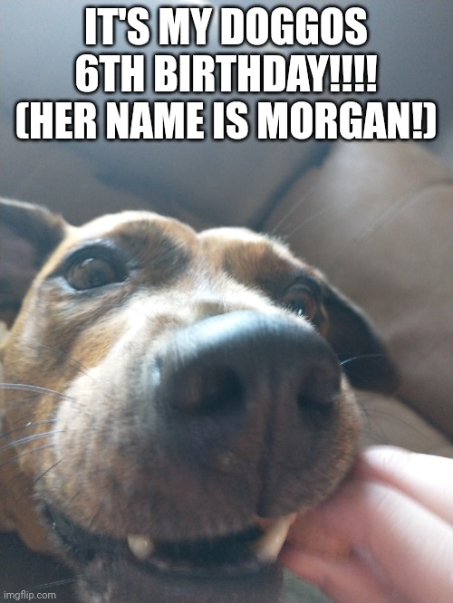 YAYYYYY! | IT'S MY DOGGOS 6TH BIRTHDAY!!!! (HER NAME IS MORGAN!) | made w/ Imgflip meme maker