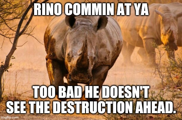 Rhino  | RINO COMMIN AT YA; TOO BAD HE DOESN'T SEE THE DESTRUCTION AHEAD. | image tagged in rhino | made w/ Imgflip meme maker
