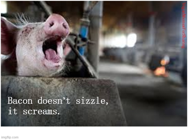 Piglets Are Sensitive Intelligent Creatures | image tagged in vegan,bacon,hamburger,chicken,cheese,eggs | made w/ Imgflip meme maker