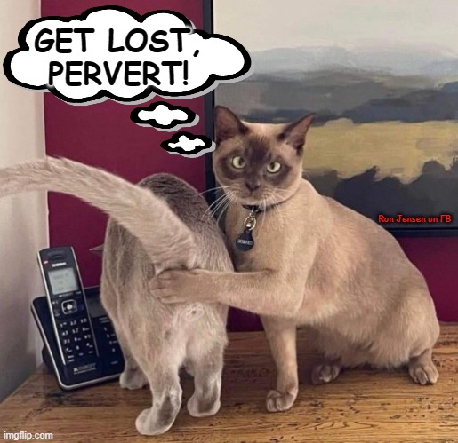 PERVERT! | GET LOST, PERVERT! Ron Jensen on FB | image tagged in grumpy cat,cats,funny cat memes,cat memes,mad cat | made w/ Imgflip meme maker