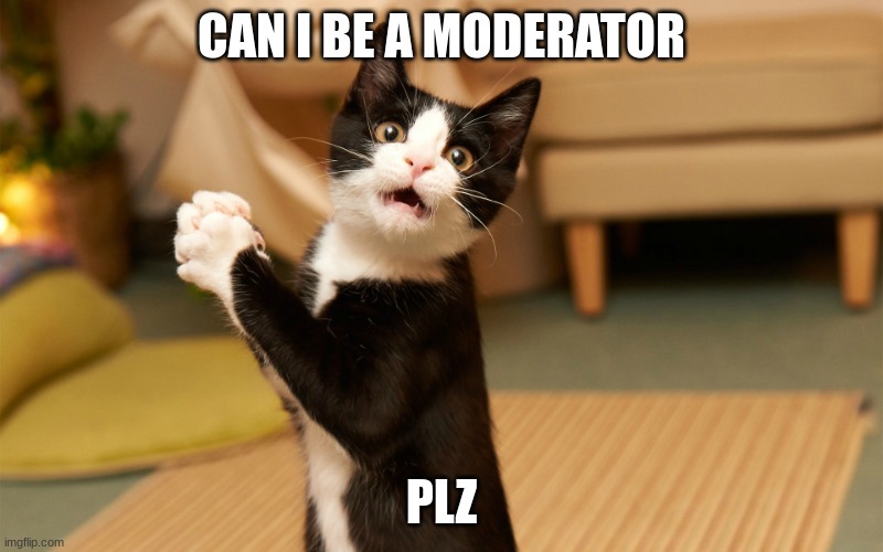 Begging cat | CAN I BE A MODERATOR; PLZ | image tagged in begging cat | made w/ Imgflip meme maker