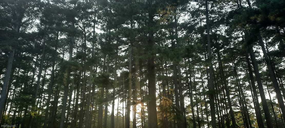 Took this walking my dog | made w/ Imgflip meme maker