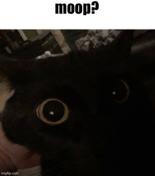 moop | moop? | image tagged in moop | made w/ Imgflip meme maker