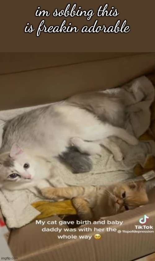 im sobbing this is freakin adorable | made w/ Imgflip meme maker