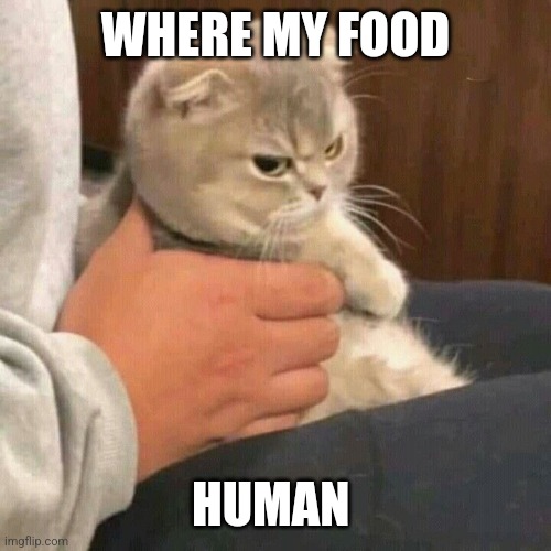 WHERE MY FOOD; HUMAN | image tagged in cats | made w/ Imgflip meme maker