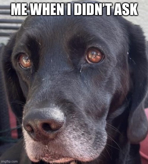 Dog | ME WHEN I DIDN’T ASK | image tagged in me when i asked | made w/ Imgflip meme maker