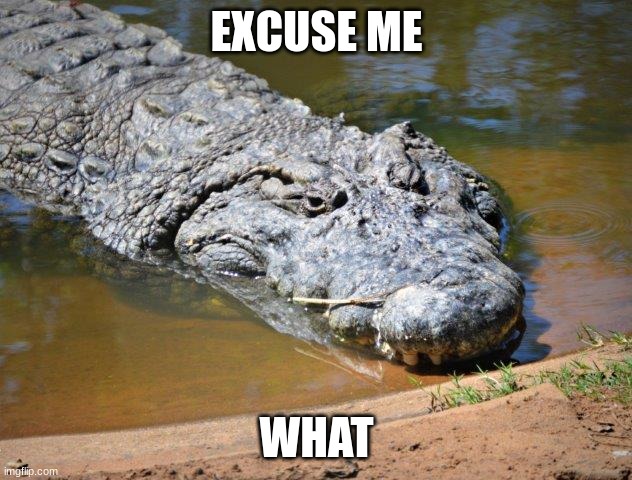 Crocodile | EXCUSE ME WHAT | image tagged in crocodile | made w/ Imgflip meme maker