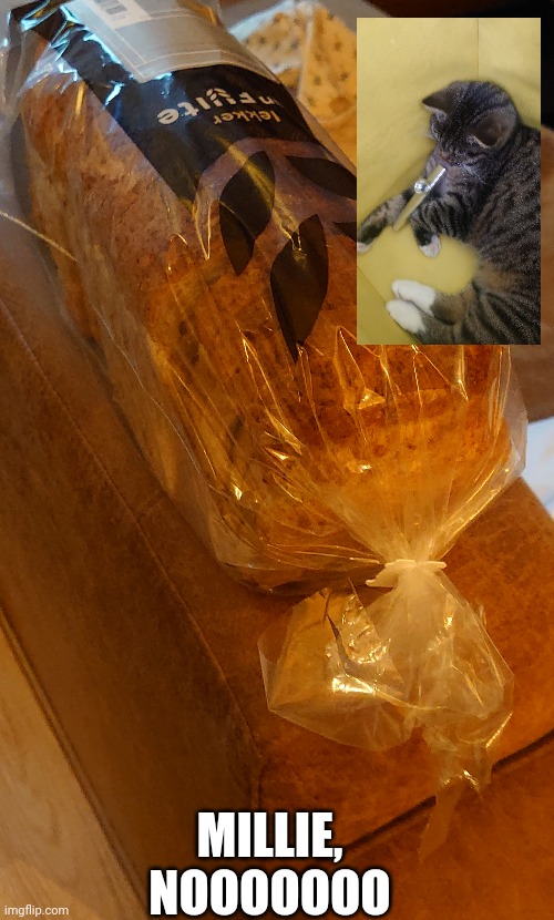 So basically, my cat turned into a loaf of bread. | MILLIE, NOOOOOOO | image tagged in cats,bread | made w/ Imgflip meme maker