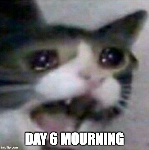 crying cat | DAY 6 MOURNING | image tagged in crying cat | made w/ Imgflip meme maker