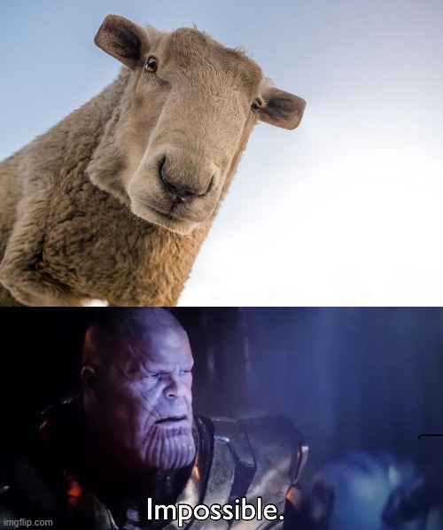 square sheep | image tagged in thanos impossible | made w/ Imgflip meme maker