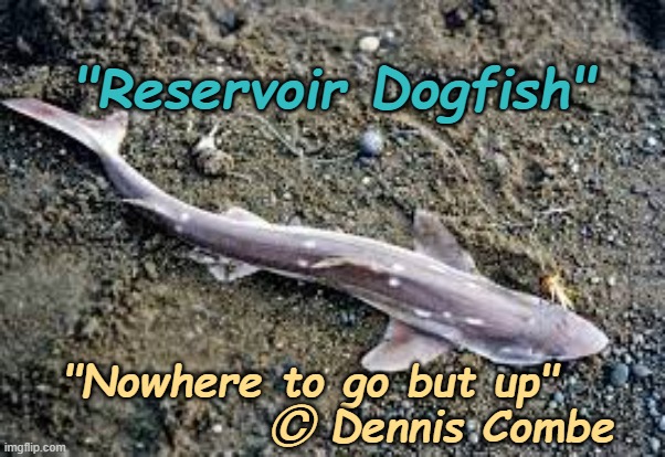 Reservoir Dogfish | "Reservoir Dogfish"; "Nowhere to go but up"               Ⓒ Dennis Combe | image tagged in quentin tarantino,reservoir dogs,dogfish,puns | made w/ Imgflip meme maker