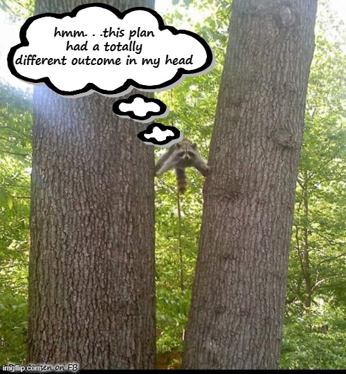Up A Tree |  hmm. . .this plan had a totally different outcome in my head; Ron Jensen on FB | image tagged in raccoon,funny animal,funny animals | made w/ Imgflip meme maker
