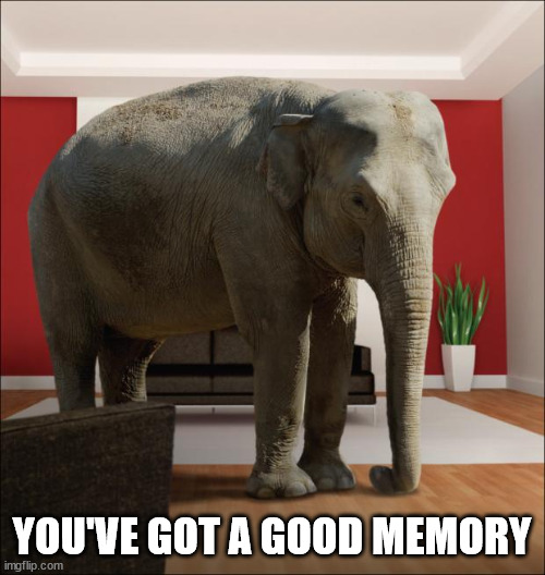 Elephant In The Room | YOU'VE GOT A GOOD MEMORY | image tagged in elephant in the room | made w/ Imgflip meme maker