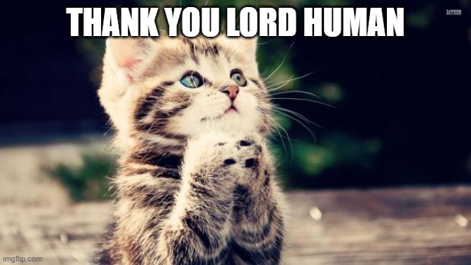 Thank you Lord | THANK YOU LORD HUMAN | image tagged in thank you lord | made w/ Imgflip meme maker