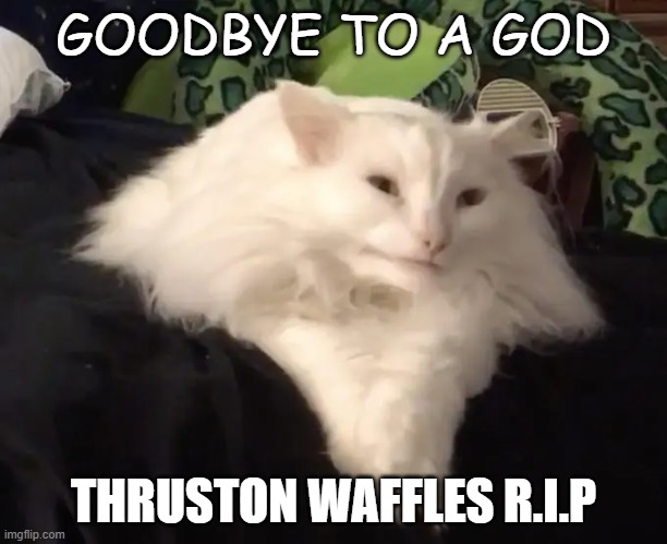 R.I.P Waffles :( | GOODBYE TO A GOD; THRUSTON WAFFLES R.I.P | image tagged in cats | made w/ Imgflip meme maker