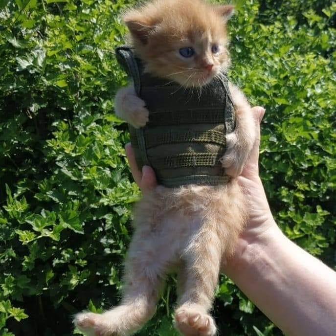 High Quality Cat in armor Blank Meme Template