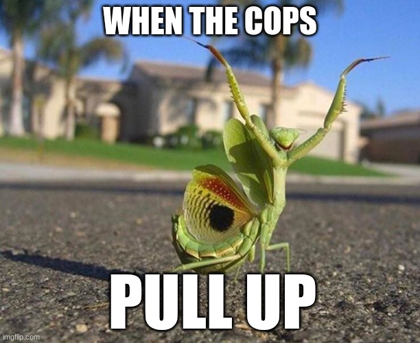 Its tru tho | WHEN THE COPS; PULL UP | image tagged in bru,this man be arrested | made w/ Imgflip meme maker