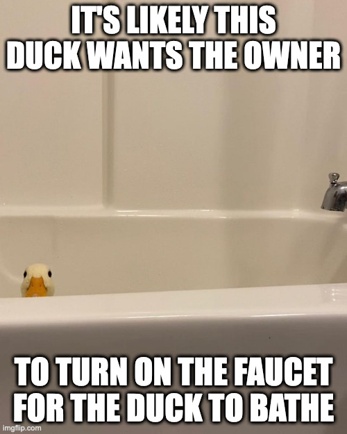Duck in Bathtub | IT'S LIKELY THIS DUCK WANTS THE OWNER; TO TURN ON THE FAUCET FOR THE DUCK TO BATHE | image tagged in bathtub,duck,memes | made w/ Imgflip meme maker