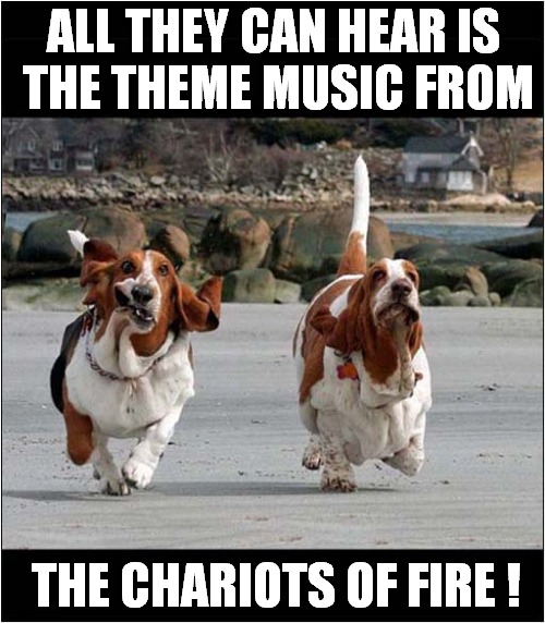 Dogs Running In Slow Motion ! | ALL THEY CAN HEAR IS 
THE THEME MUSIC FROM; THE CHARIOTS OF FIRE ! | image tagged in dogs,basset hound,slow motion,chariots of fire | made w/ Imgflip meme maker