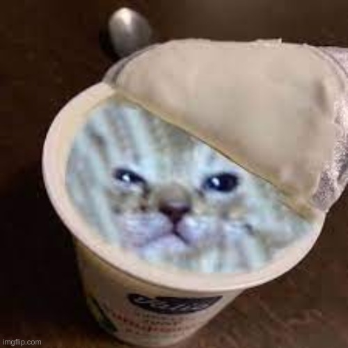 yogurt + cat = yat - Imgflip