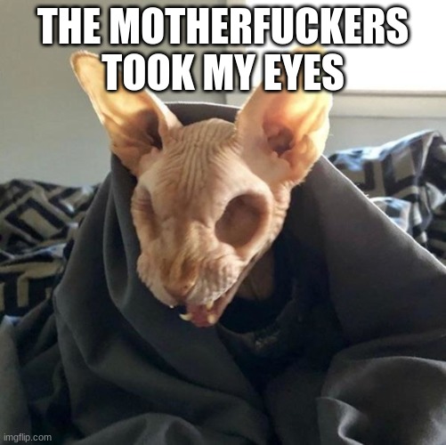 I am blind :D | THE MOTHERFUCKERS TOOK MY EYES | image tagged in eyeless sphinx,they took my eyes | made w/ Imgflip meme maker