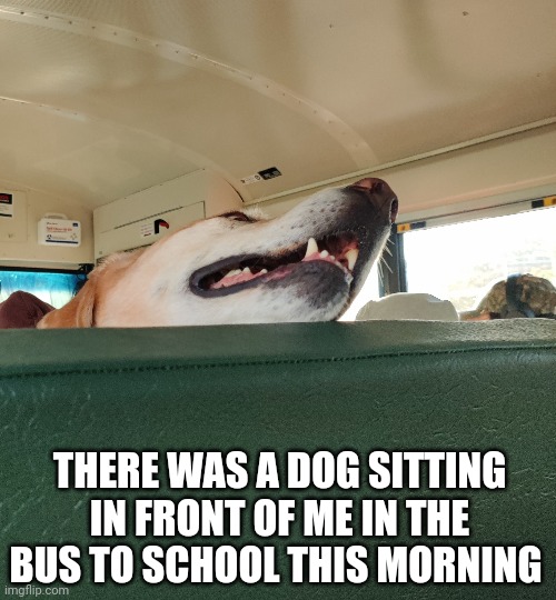 THERE WAS A DOG SITTING IN FRONT OF ME IN THE BUS TO SCHOOL THIS MORNING | made w/ Imgflip meme maker