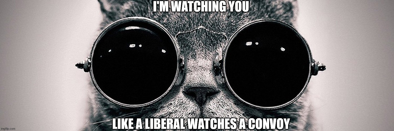 Watching you | I'M WATCHING YOU; LIKE A LIBERAL WATCHES A CONVOY | image tagged in cats | made w/ Imgflip meme maker