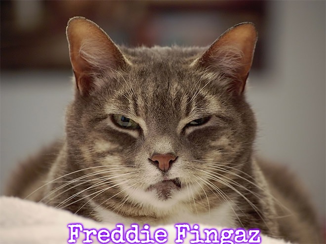Sarcasm Cat | Freddie Fingaz | image tagged in sarcasm cat,slavic,freddie fingaz | made w/ Imgflip meme maker