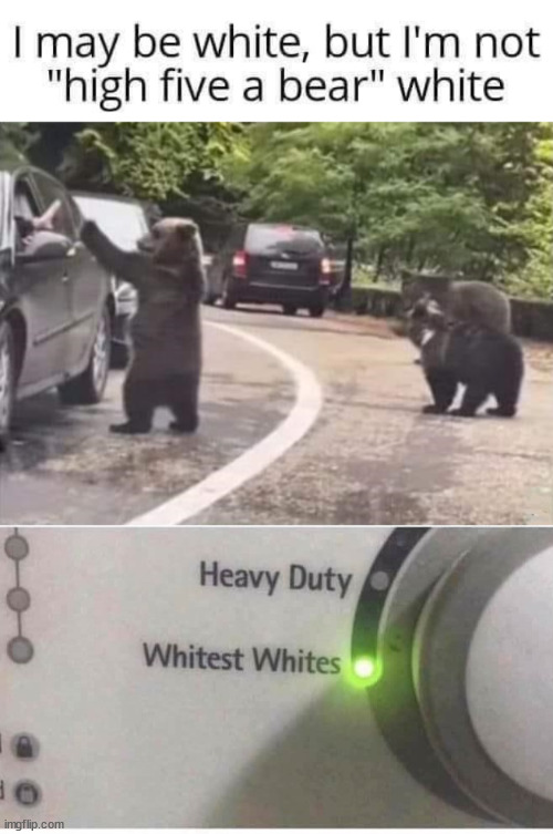 image tagged in white,bears | made w/ Imgflip meme maker