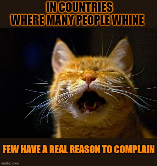 This #lolcat noticed many whiners seldom have real complaints | IN COUNTRIES WHERE MANY PEOPLE WHINE; FEW HAVE A REAL REASON TO COMPLAIN | image tagged in lolcat,whining,whine,complaining,think about it | made w/ Imgflip meme maker