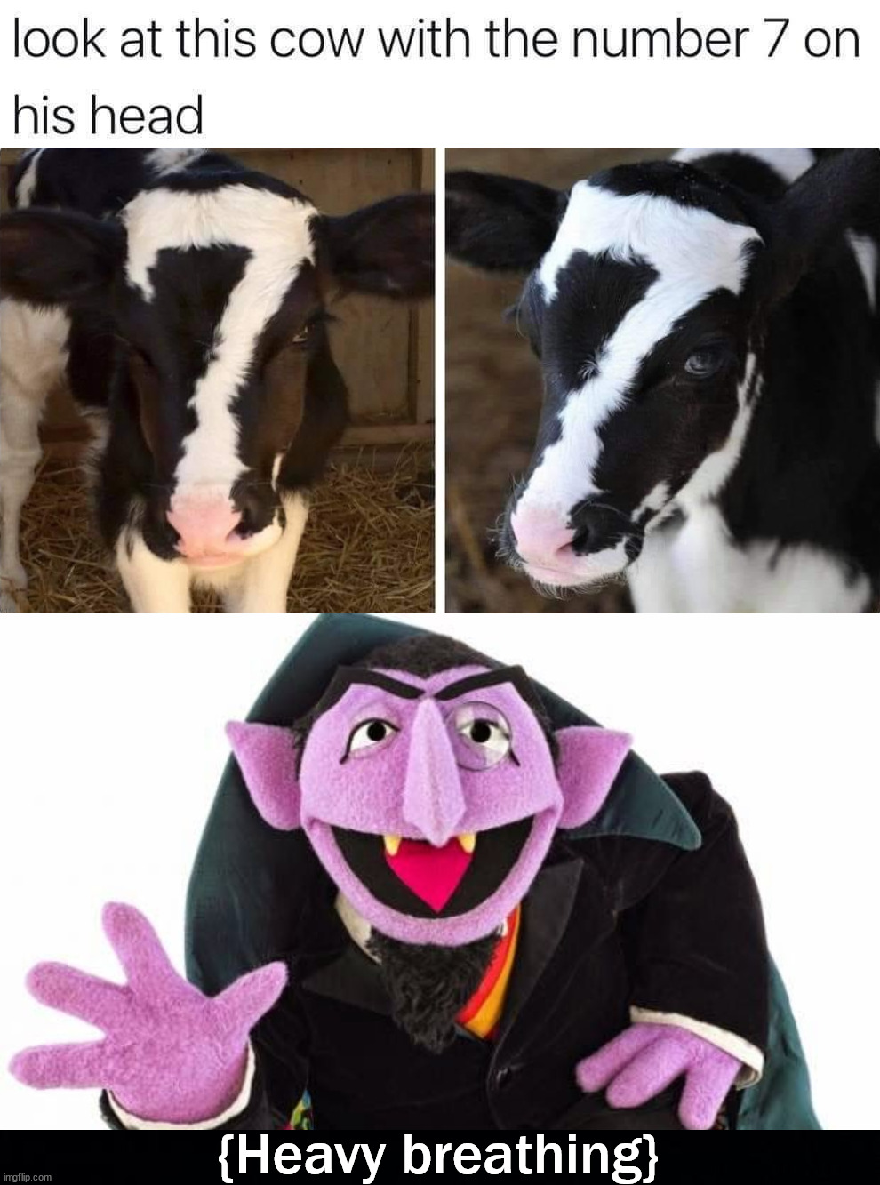 Perfection for The Count |  {Heavy breathing} | image tagged in the count,black background,perfection,heavy breathing,numbers,cows | made w/ Imgflip meme maker