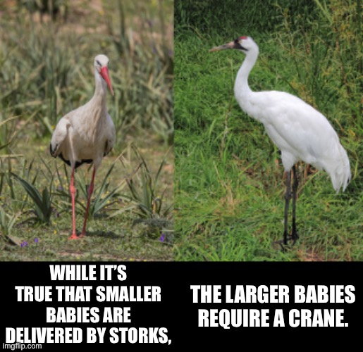 Special delivery | WHILE IT’S TRUE THAT SMALLER BABIES ARE DELIVERED BY STORKS, THE LARGER BABIES REQUIRE A CRANE. | image tagged in bad pun | made w/ Imgflip meme maker