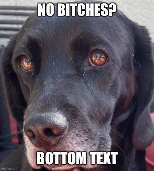 No bitches? | NO BITCHES? BOTTOM TEXT | image tagged in funny dog memes | made w/ Imgflip meme maker