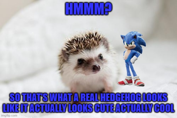 what if sonic met a real hedgehog | HMMM? SO THAT'S WHAT A REAL HEDGEHOG LOOKS LIKE IT ACTUALLY LOOKS CUTE ACTUALLY COOL | image tagged in hedgehog,sega,paramount,buddies,memes | made w/ Imgflip meme maker