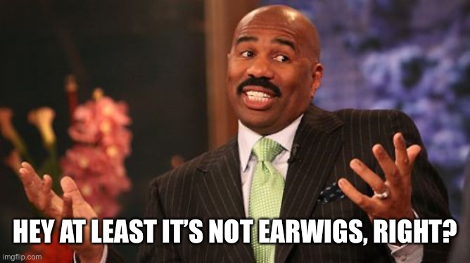HEY AT LEAST IT’S NOT EARWIGS, RIGHT? | image tagged in memes,steve harvey | made w/ Imgflip meme maker