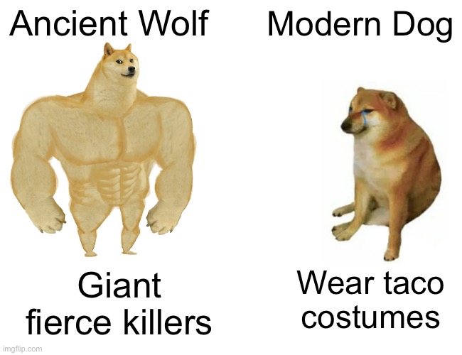 Let’s visit that campfire, what’s the worst that can happen | Ancient Wolf; Modern Dog; Giant fierce killers; Wear taco costumes | image tagged in memes,buff doge vs cheems | made w/ Imgflip meme maker