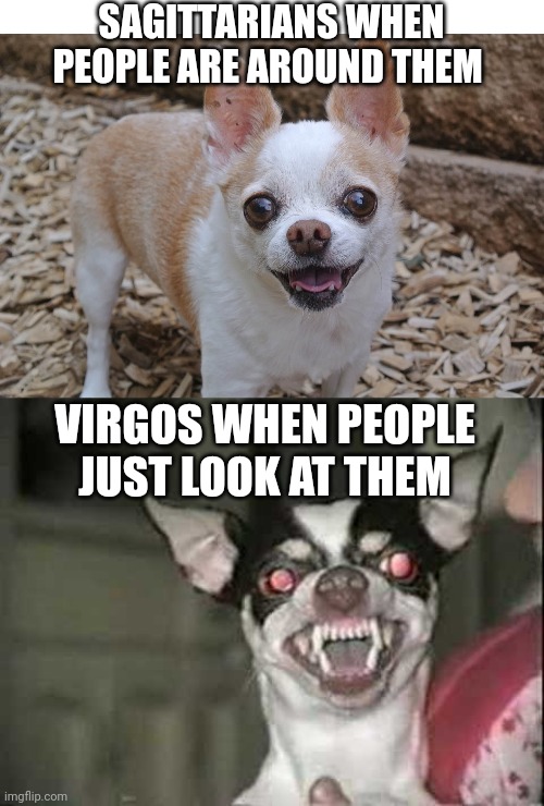 DON'T EVEN GO NEAR THEM | SAGITTARIANS WHEN PEOPLE ARE AROUND THEM; VIRGOS WHEN PEOPLE JUST LOOK AT THEM | image tagged in blank white template,zodiac signs,zodiac | made w/ Imgflip meme maker