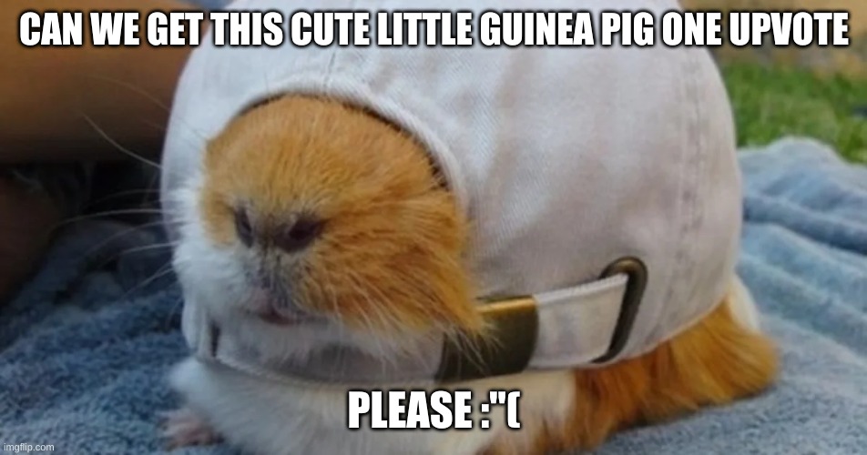 ..please? | CAN WE GET THIS CUTE LITTLE GUINEA PIG ONE UPVOTE; PLEASE :"( | image tagged in guinea pig | made w/ Imgflip meme maker