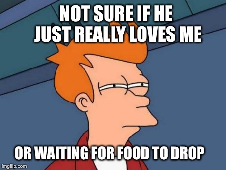 Futurama Fry Meme | NOT SURE IF HE JUST REALLY LOVES ME OR WAITING FOR FOOD TO DROP | image tagged in memes,futurama fry,AdviceAnimals | made w/ Imgflip meme maker