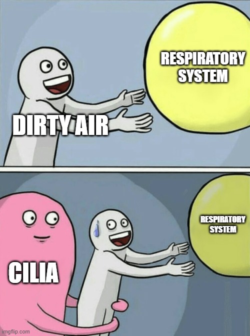 Running Away Balloon Meme | RESPIRATORY SYSTEM; DIRTY AIR; RESPIRATORY SYSTEM; CILIA | image tagged in memes,running away balloon | made w/ Imgflip meme maker