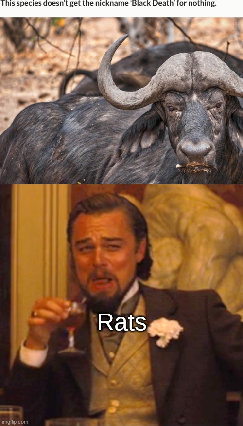 Laughing Leo Meme | Rats | image tagged in memes,laughing leo | made w/ Imgflip meme maker