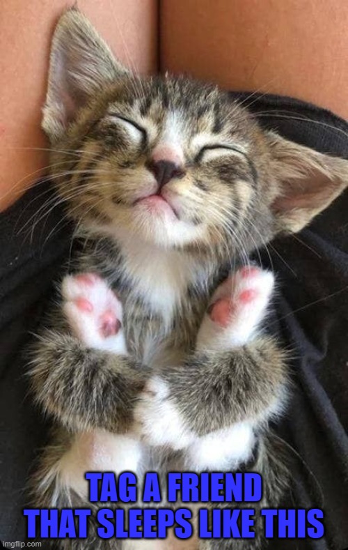 TAG A FRIEND THAT SLEEPS LIKE THIS | image tagged in cats | made w/ Imgflip meme maker