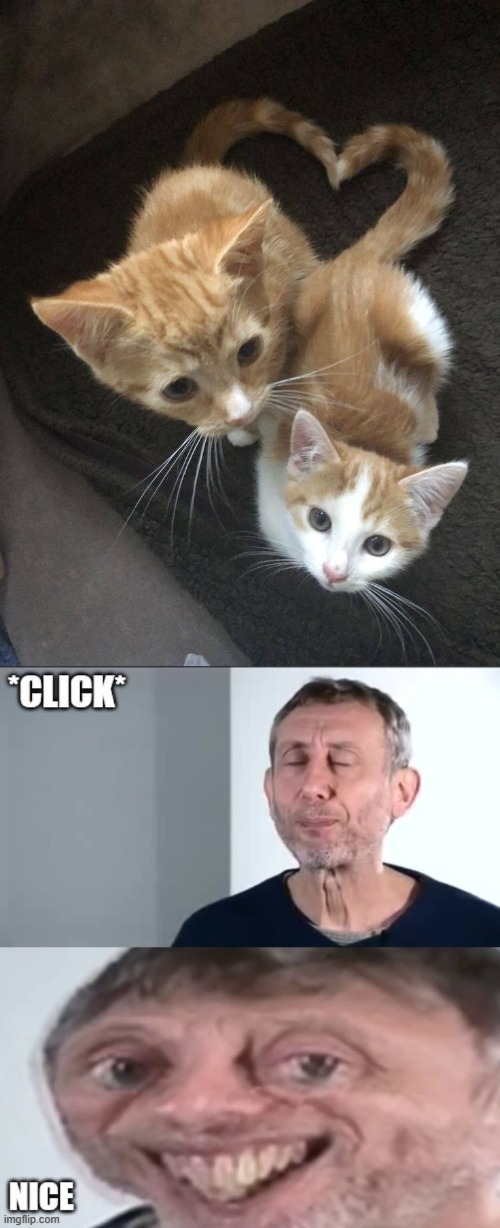 image tagged in michael rosen click nice,cats | made w/ Imgflip meme maker