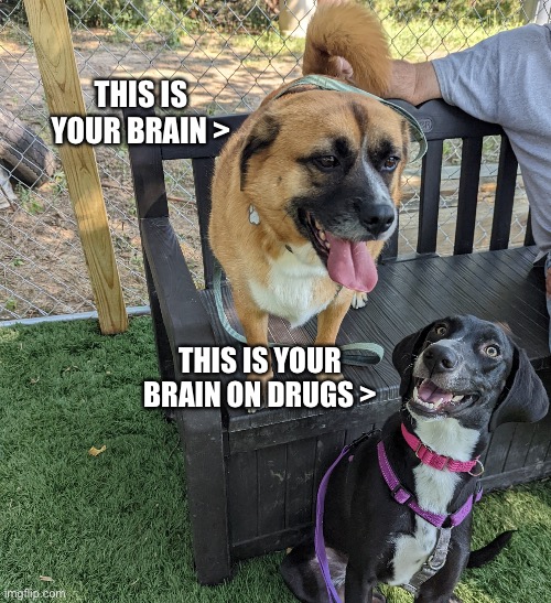 Double Dog D.A.R.E | THIS IS YOUR BRAIN >; THIS IS YOUR BRAIN ON DRUGS > | image tagged in dog,funny animals,pets,don't do drugs,silly | made w/ Imgflip meme maker