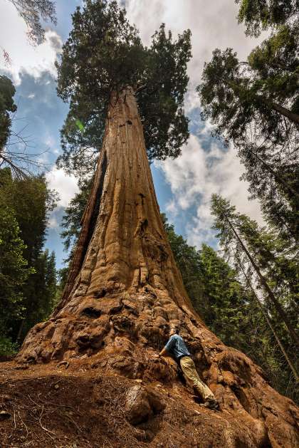 Giant Sequoia Blank Meme Template