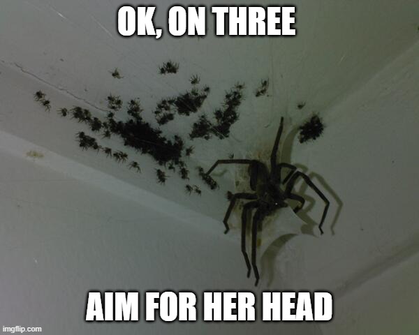 spider pranks are the best | OK, ON THREE; AIM FOR HER HEAD | image tagged in spiders,spider pranks,aim for her hair,on three,let's do this,epic | made w/ Imgflip meme maker