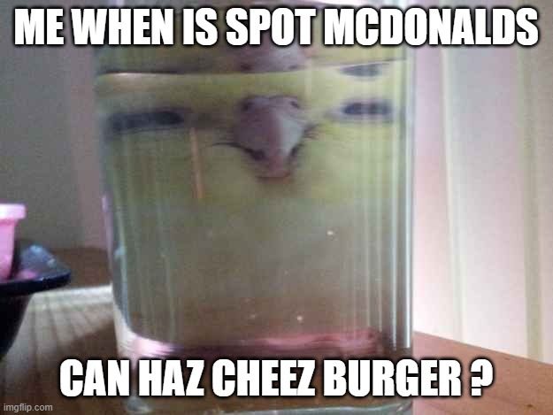 can haz cheez burger? | ME WHEN IS SPOT MCDONALDS; CAN HAZ CHEEZ BURGER ? | image tagged in can haz cheez burger | made w/ Imgflip meme maker